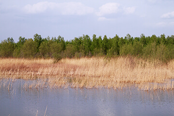野鸭湖湿地